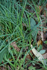Carex hirta