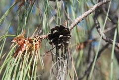 Pinus lumholtzii
