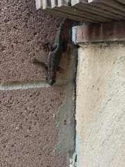 Sceloporus occidentalis