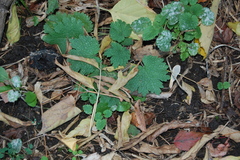 Leonurus quinquelobatus