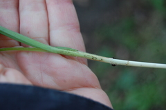 Carex hirta
