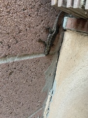 Sceloporus occidentalis