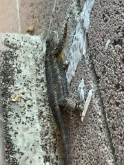 Sceloporus occidentalis