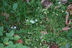 Stellaria aquatica