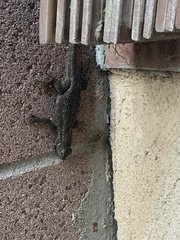 Sceloporus occidentalis