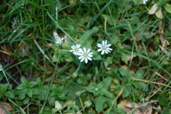Stellaria aquatica