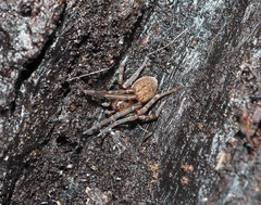 Megadictyna thilenii