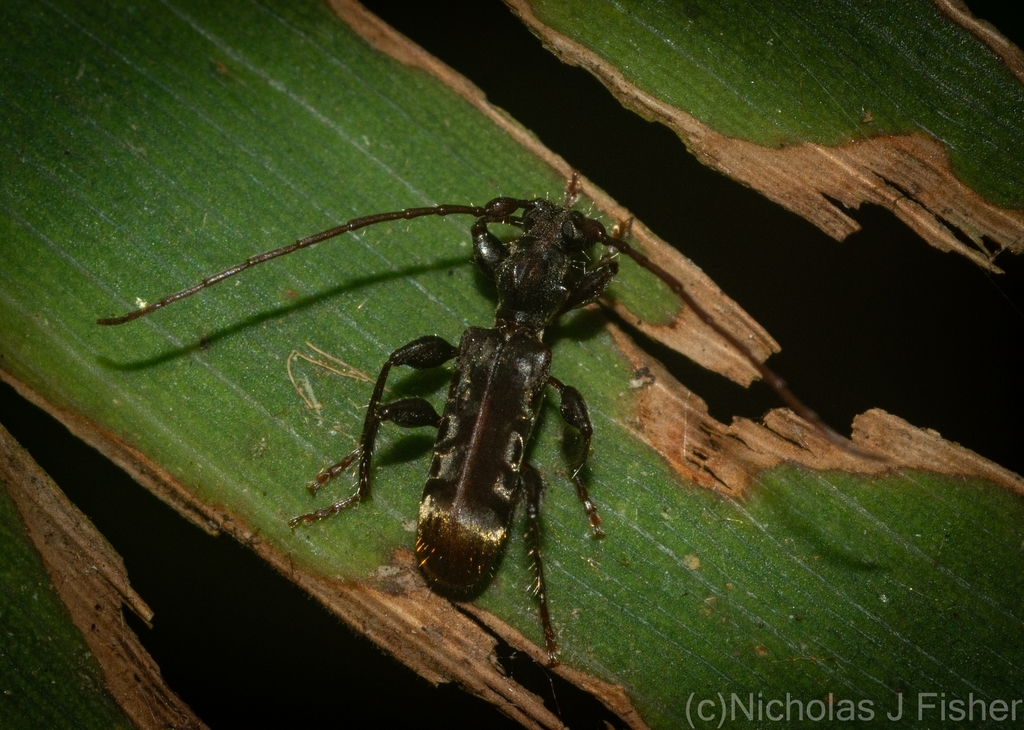 Tessaromma nanum