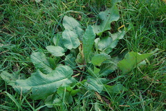 Rumex obtusifolius