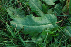 Rumex obtusifolius