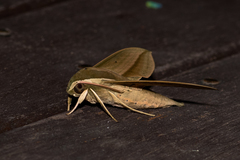 Theretra queenslandi