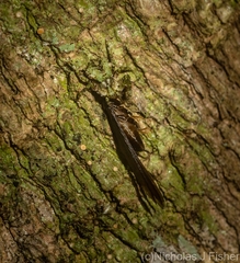 Stephanopis carcinoides