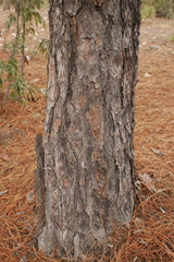 Pinus luzmariae