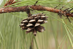 Pinus luzmariae