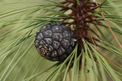 Pinus luzmariae