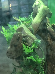 Correlophus ciliatus