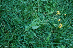 Sonchus arvensis