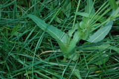 Sonchus arvensis