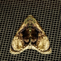 Lepidodes