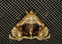 Lepidodes