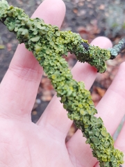 Xanthoria parietina