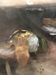 Correlophus ciliatus