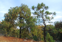 Pinus luzmariae