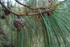 Pinus luzmariae