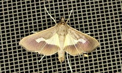 Diaphania praxialis