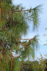 Pinus luzmariae