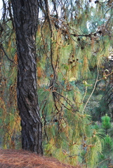 Pinus luzmariae