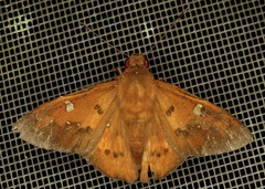 Dyscophellus porcius