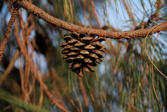 Pinus luzmariae