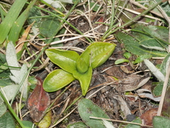 Pterostylis tanypoda
