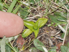 Pterostylis tanypoda