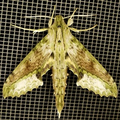 Xylophanes undata