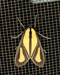 Xanthoarctia pseudameoides