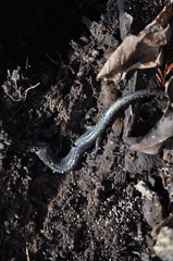 Plethodon dorsalis