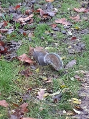 Sciurus carolinensis
