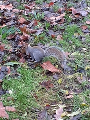 Sciurus carolinensis