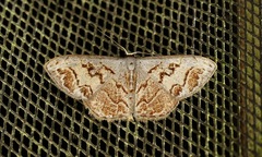 Idaea fervens