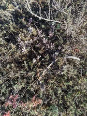 Chloropyron maritimum maritimum