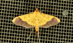 Desmia flavalis