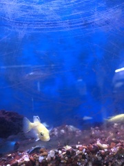 Labidochromis caeruleus