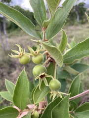 Campomanesia pubescens