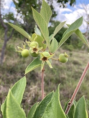Campomanesia pubescens