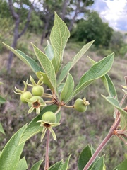 Campomanesia pubescens