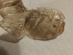 Coluber constrictor latrunculus