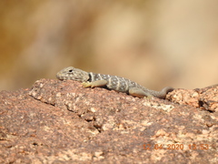 Crotaphytus vestigium