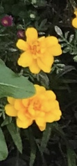 Tagetes lunulata